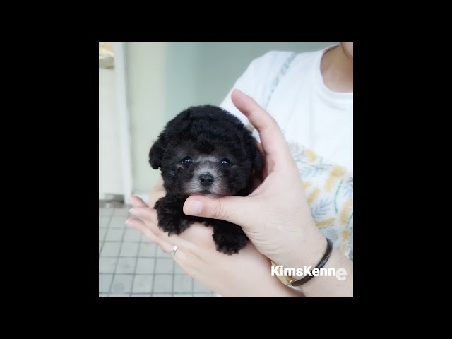 Doll-like Silver Toypoodles - Teacup puppies KimsKennelUS