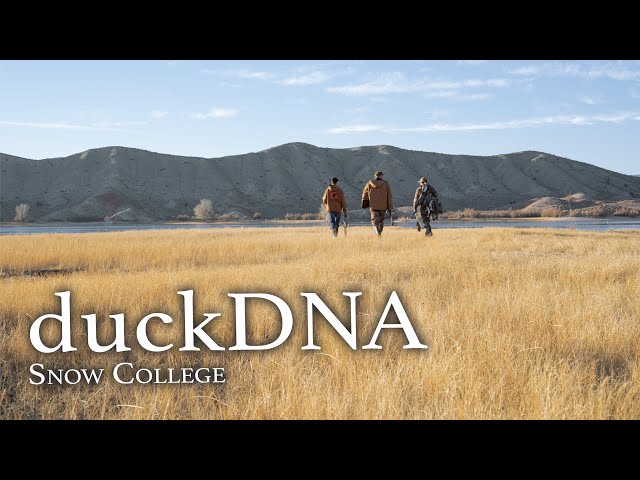 Did We Shoot a Hybrid Mallard? Duck Hunting and DuckDNA in Utah