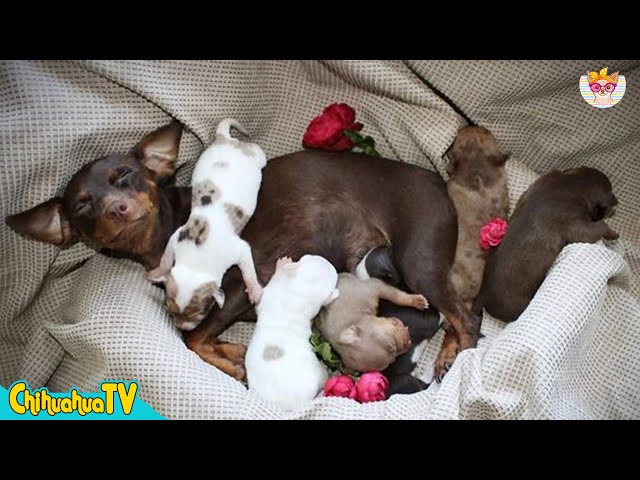 How to take care of a Pregnant Chihuahua 🐶 | ChihuahuaTV