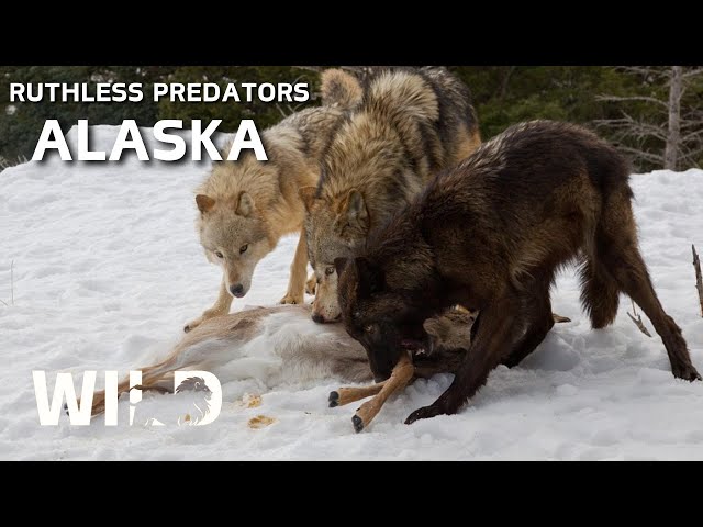 WILD ALASKA | Survival Secrets of the Frozen Wilderness | Animal Documentary