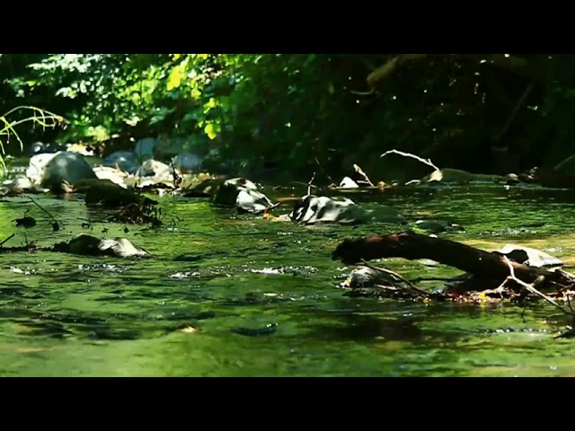 Relaxing Water Sounds - Gentle Water Stream, Nature Sounds, Singing Birds Ambiance