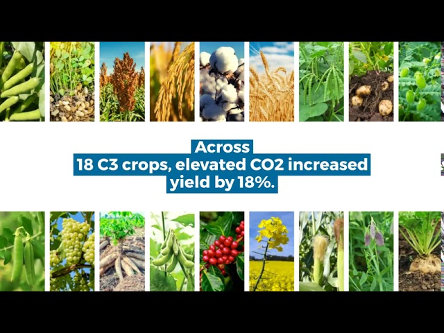 30 Years of Free Air Carbon Dioxide Enrichment