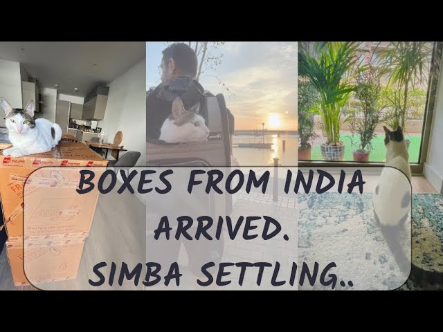 Simba Settling in London || Boxes arrived from India || weekly Vlog || Pinky Ghosh #cat #cattravel