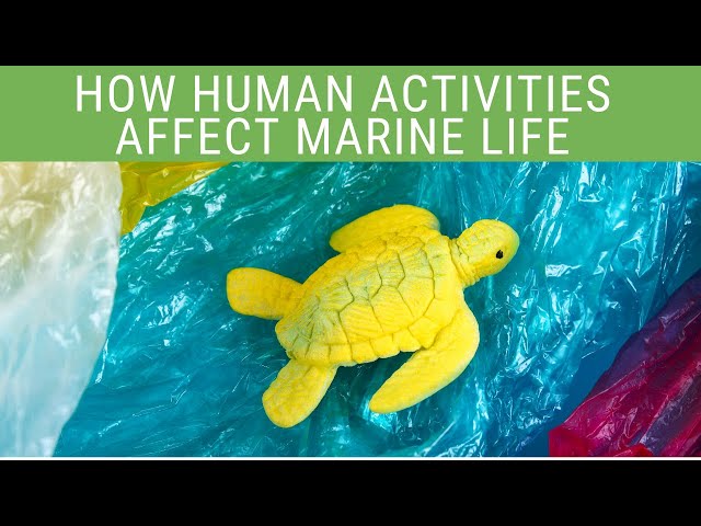 How Human Activities Affect Marine Life (2020) | EcoBravo