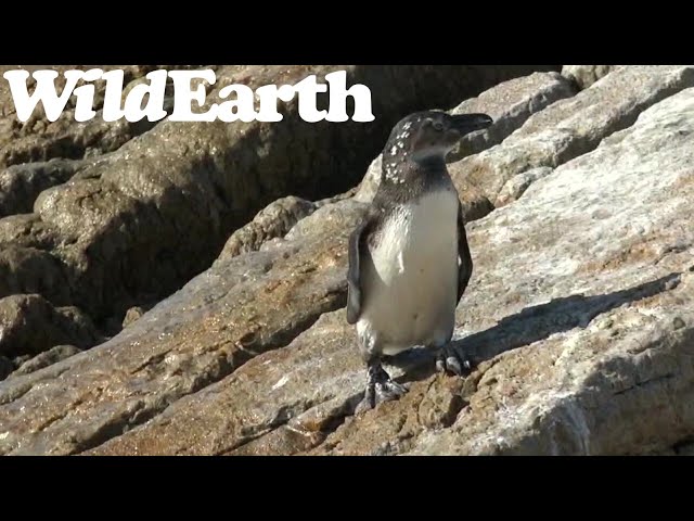 WildEarth - Penguin Beach - 13 June 2022