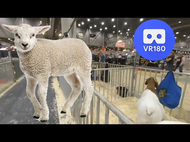 Lamb Stalls VR180 3D 4K, Houston Livestock Show & Rodeo - NRG Center - Houston, TX USA