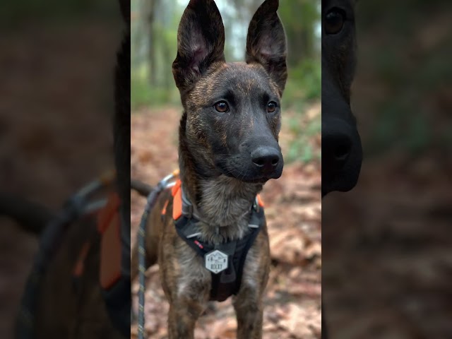 Meet Rocky! 🐕 A 2.5 y/o Cattle Dog Mix from Washougal, Washington who is looking for his new home! 🐾