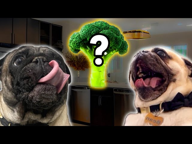 Will Pugs Eat Their Veggies? Cute & Funny Pug Reactions!!