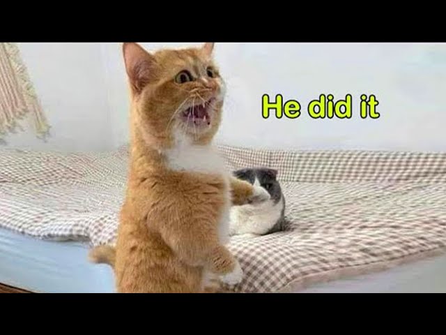 The Most dramatic cats moments ever! 😂 Funny Cat Videos 2025 😂😹