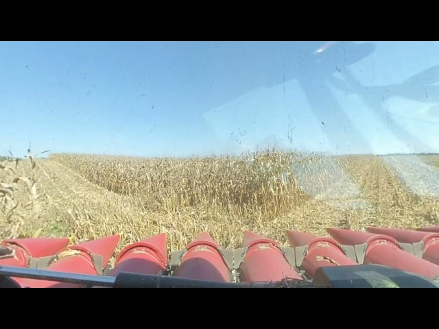 VR 180 Indiana Corn Harvest