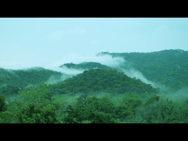 "9 Hours of Relaxing Rain Sounds in the Mountains with Gentle Birdsong | Nature Ambience for Sleep