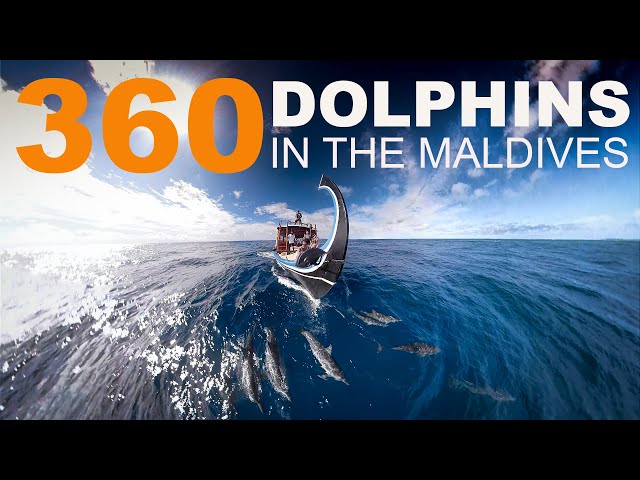 Nature 360 video 4k | Dolphins in the Maldives