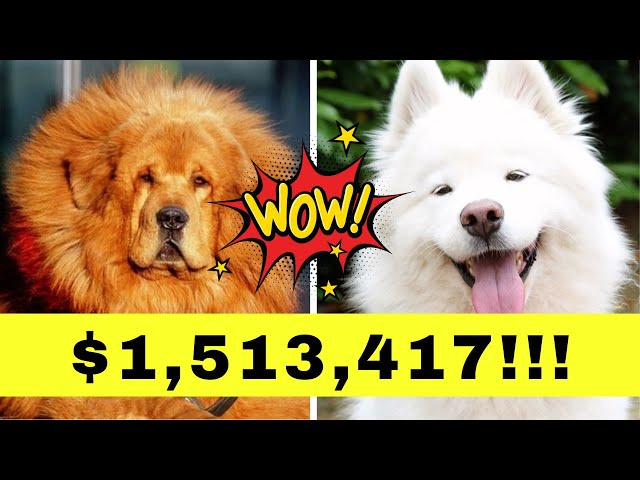 12 EXPENSIVE Dog Breeds Only The Rich Can Afford💲💲