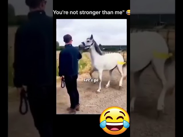 Man vs Horse - who is stronger?