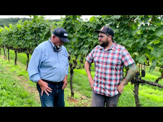 Grower Testimonial - Eric Steinbicker of Piccione Vineyards