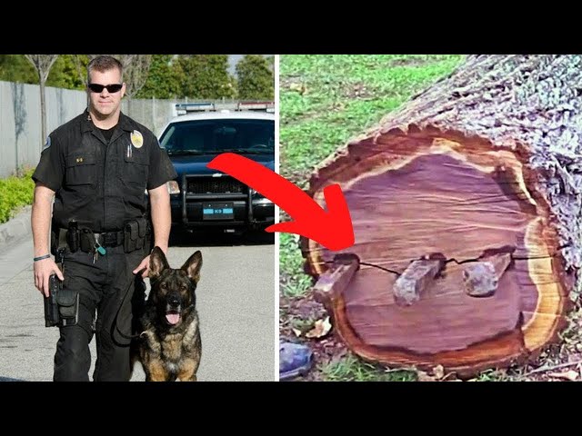 El Perro Policía Le Ladra a Un Árbol y Lo Que Encontraron Ahí Fue Impactante 😨