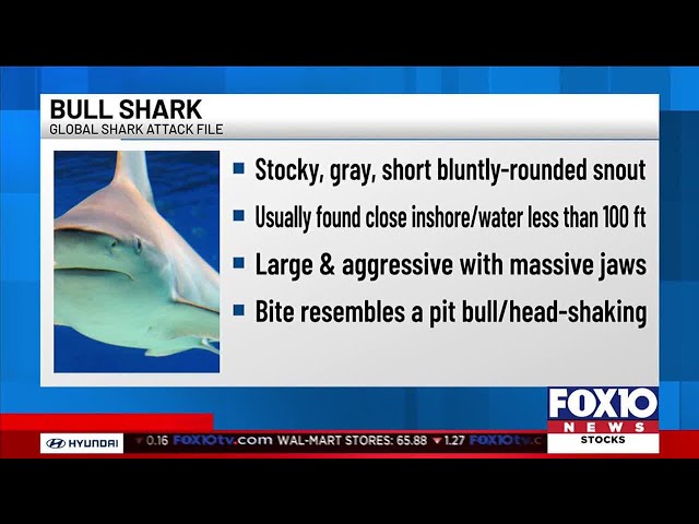 Bull sharks spotted Saturday off Panama City Beach, officials say