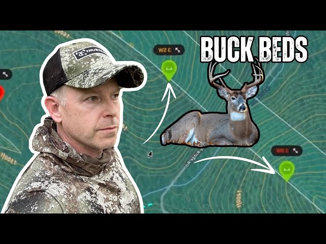 How Bucks Choose Their Bedding Areas | Buck Bedding 101