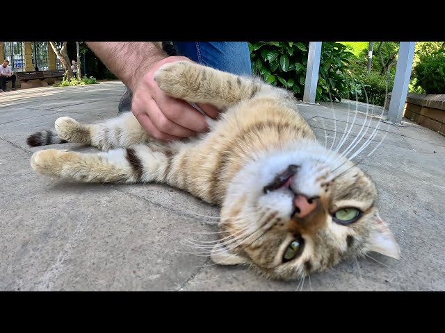 Stray cat got excited and asked me to rub belly