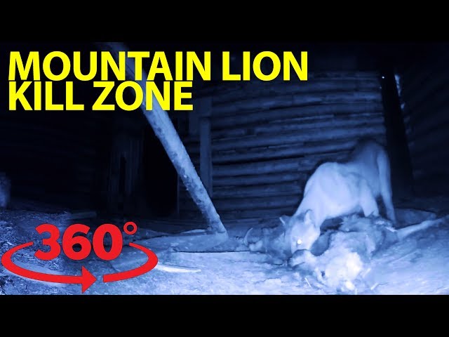 Incredible rare glimpse inside a mountain lion ‘kill hut’ at night in VR