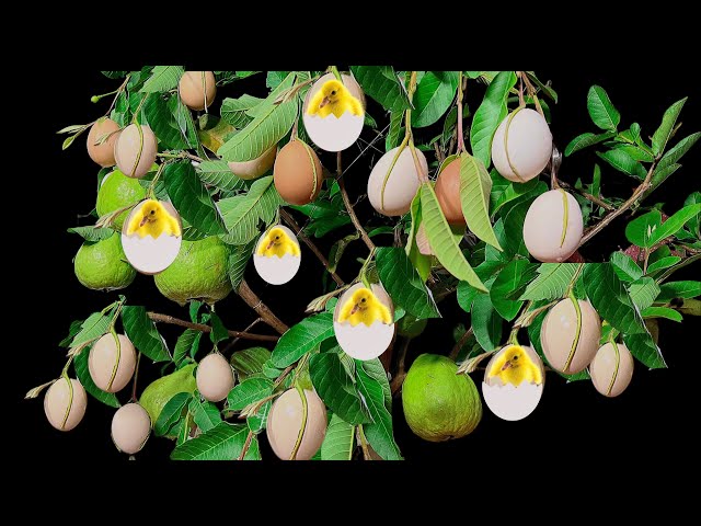 Unique Technique: Grafting Guava Trees Using Turmeric Powder And Eggs Fruits A Lot All Year Round