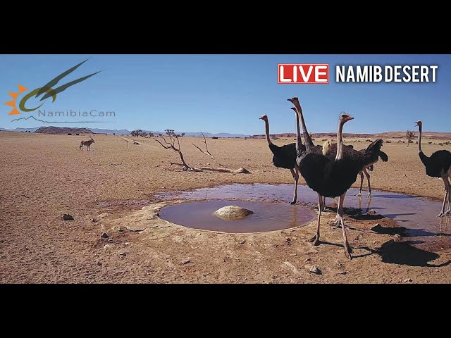 Namibia: Live stream in the Namib Desert