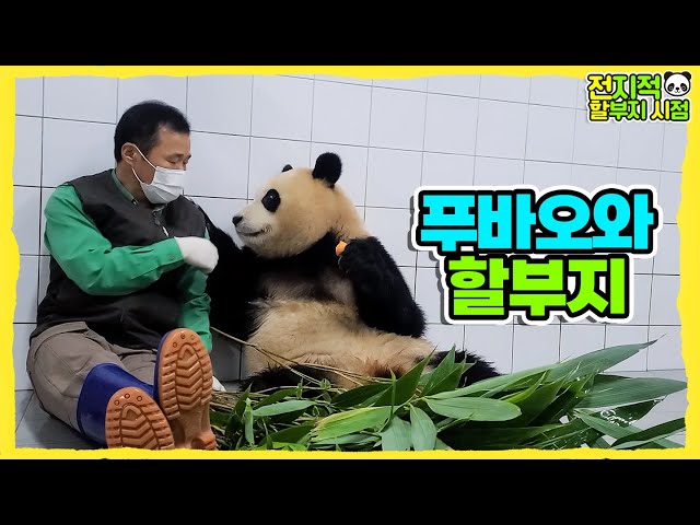 (SUB) Panda Saying Goodbye To Zookeeper Who Has Raised Her For 3 years│Panda Family🐼