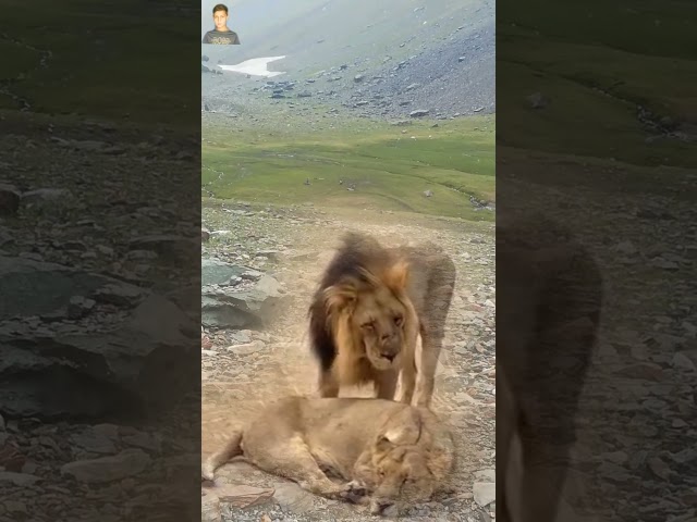 Wild Lions Best Couples