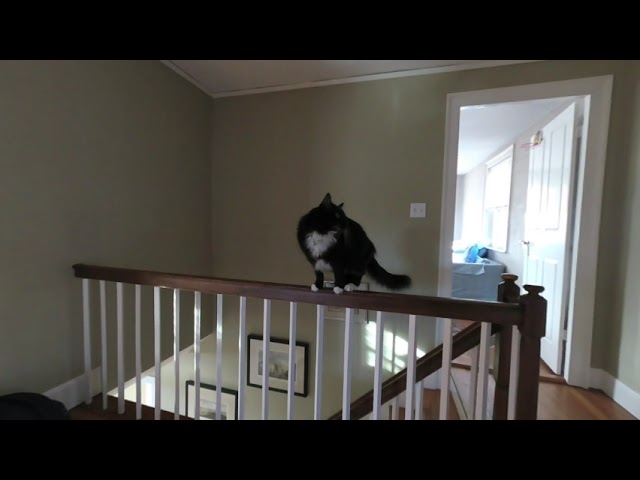 Balancing Act - Jack the 3D Cat