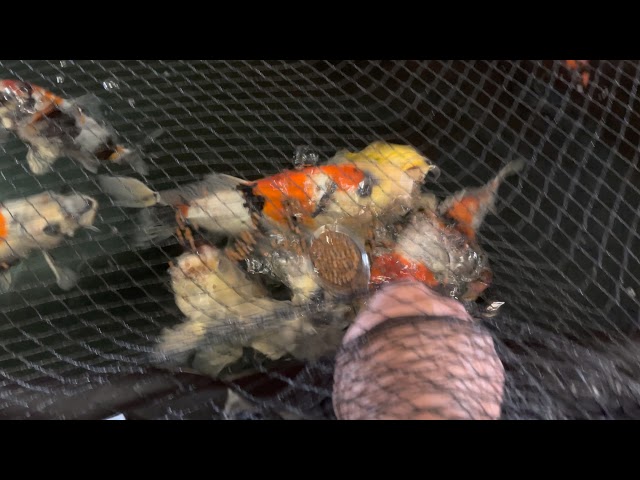 Spoon feeding my Koi fish