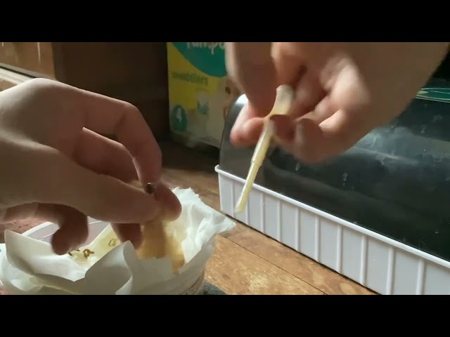 How to hand feed newborn pigeons properly (no mess)