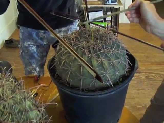 Amplified Cactus (Improvisation on "Child of Tree" by John Cage)