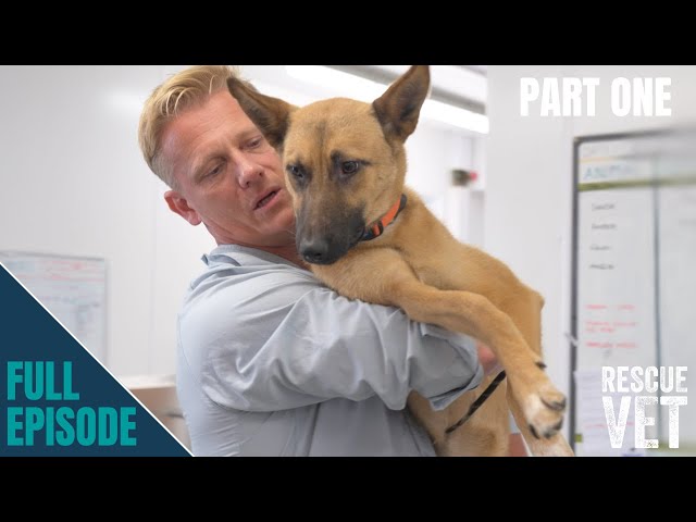 Poor puppy abandoned with 'banana' leg injury | AMBER'S STORY: PART ONE | Rescue Vet with Dr Scott