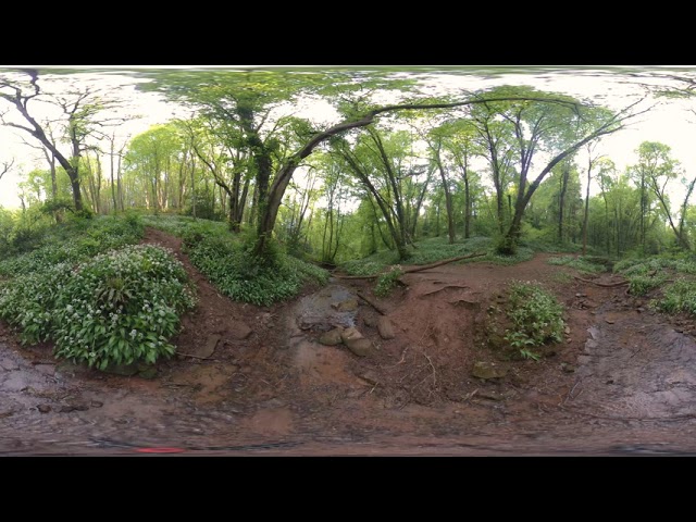 Forest bathing | Relax by a stream (360 video)