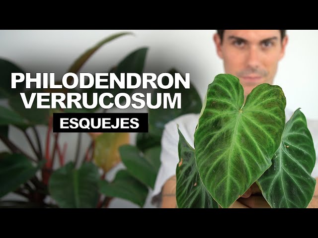 Philodendron VERRUCOSUM ¡me compro 4 ESQUEJES y los pongo a ENRRAIZAR!