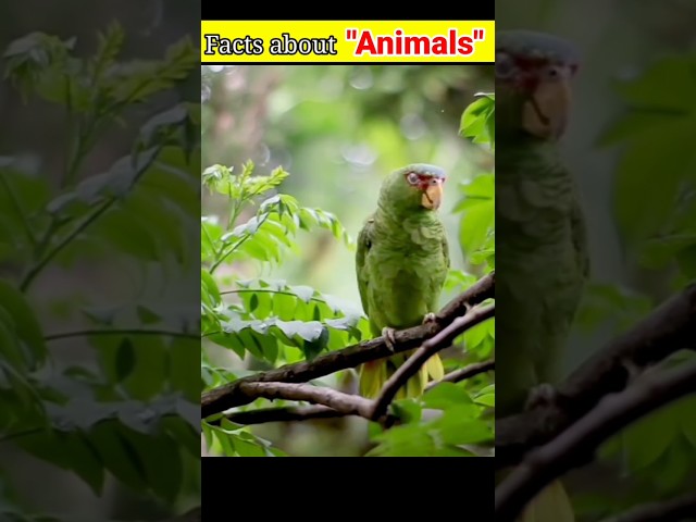 Facts about animals || crazy facts in urdu/hindi #amazing #fact