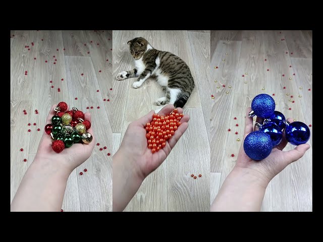 Cat Marbles Satisfying Reverse Video ASMR Funny Video