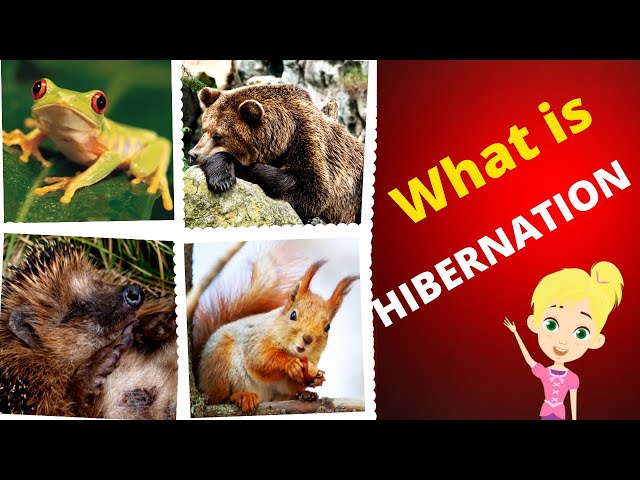 What is Hibernation? | Hibernation for kids