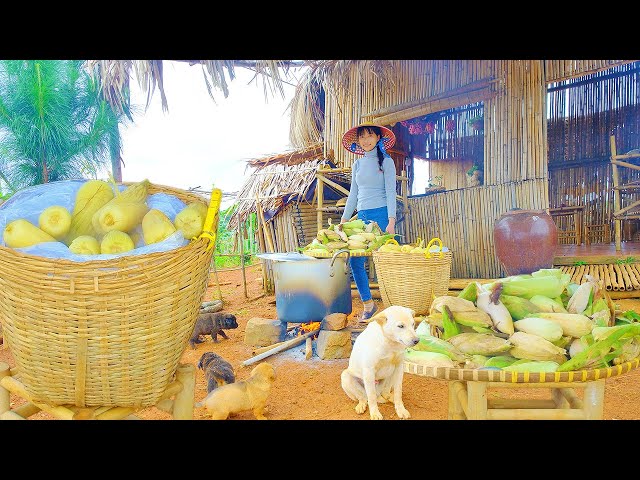 Full 30 day Harvest Corn from the Garden To Market To Sell | Thu's Country Life