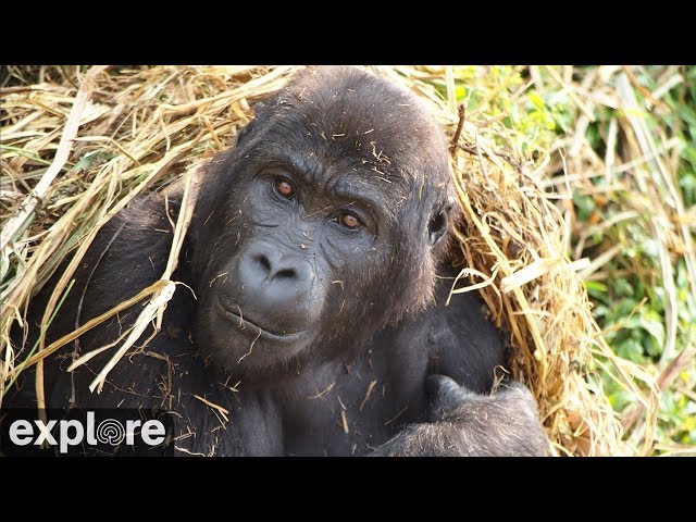 GRACE Gorilla Forest Corridor Cam powered by EXPLORE.org