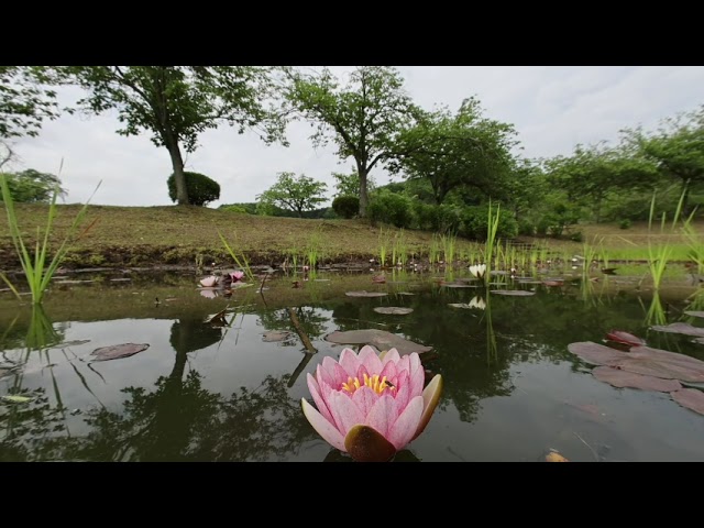 つがの里で水蓮を撮影してみたのですが・・・　＃VR180　＃3D　＃8K　＃Canon #RF5.2mmF2.8L Dualfisheye #栃木県　#勝手に紹介