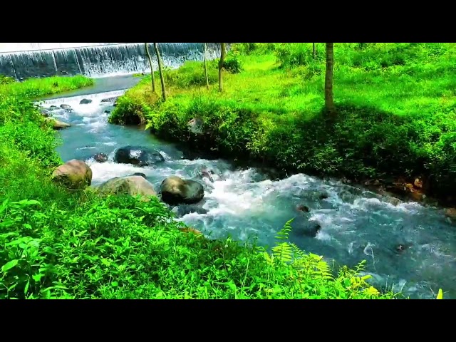 Gentle river sounds, peaceful water sounds, majestic forest sounds, pleases and pampers the soul