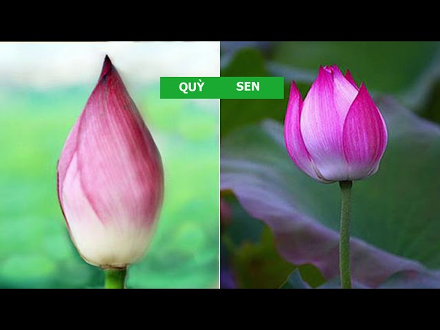 4 cách phân biệt hoa sen và quỳ cực đơn giản - [ {Four ways to distinguish real lotus} ]