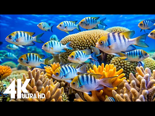 Aquarium 4K VIDEO(ULTRA HD) - Amazing Beautiful Coral Reef Fish - Sleep Relaxing Meditation Music #2