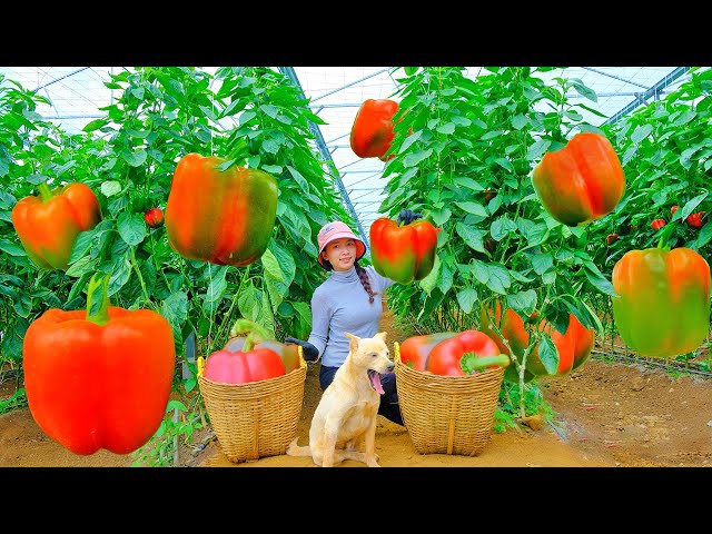 Full 30 day Harvest Red Bell Peppers from the Garden To Market To Sell | Thu's Country Life