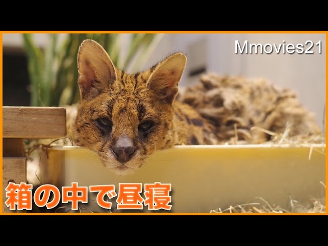 Serval わらを踏み踏みサーバルキャットのポッキー　昼寝の時間(国内最高齢)