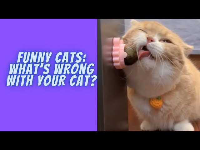 What's Wrong With Your Cat? Hilarious & Strange Cat