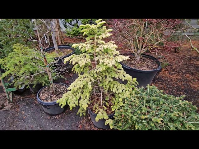 Japanese maples and conifers in a messy garden - Amazing Maples - 17 Feb 25