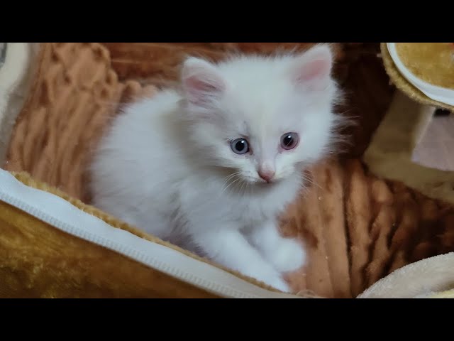 Kitten Mickey calls his mother cat because the kitten is sad alone in the cat house.