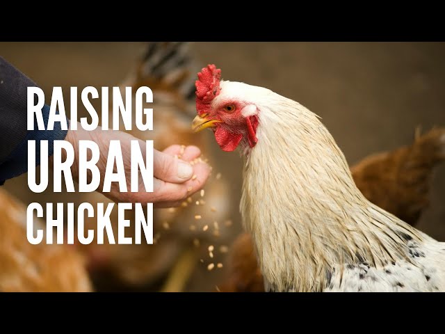 Urban Chickens: A Quick Guide on Raising Backyard Chickens